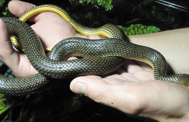 Одесситов напугали змеи на пляже «Аркадия»