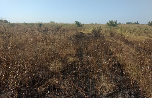 В полиции Одесчины следов поджога виноградников француза-миллионера не нашли