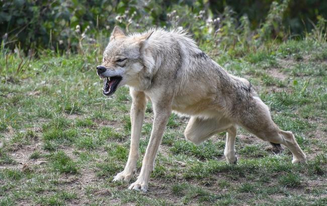 Жертвы хищников: в Тернопольской области стая волков держит в страхе жителей