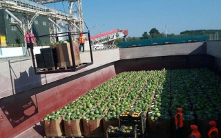 В Киевскую область добралась первая баржа с херсонскими арбузами