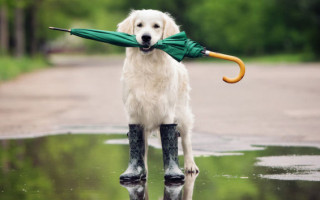 Дожди и холод: на западе Украины резко снизится температура