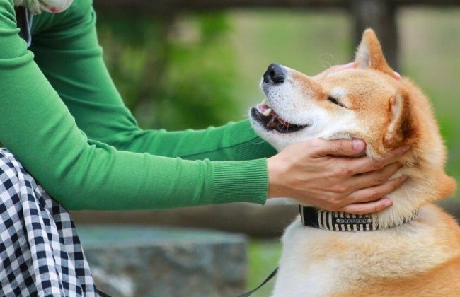 За жестокое обращение с животными — уголовная статья: решение ВС