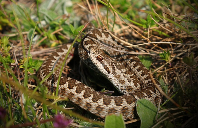 Змея укусила ребенка в кисть руки: девочка в реанимации