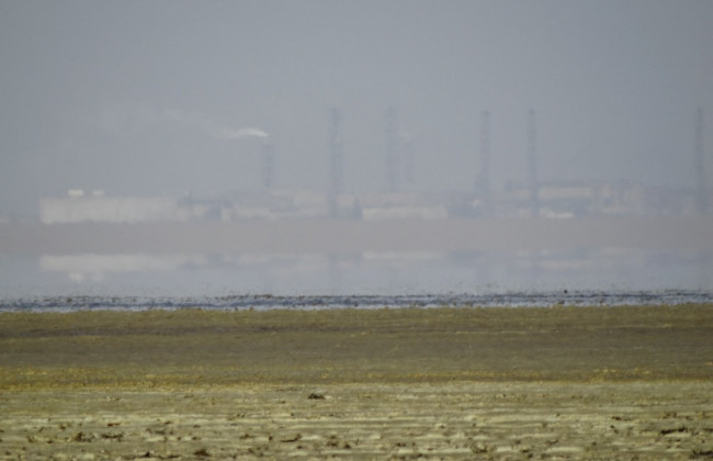 В результате химических выбросов в Крыму гибнут животные