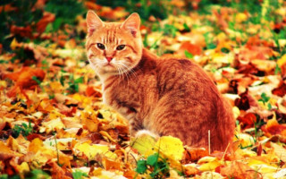 Украину ожидают два «бабьих лета»: синоптик обрадовал прогнозом на осень