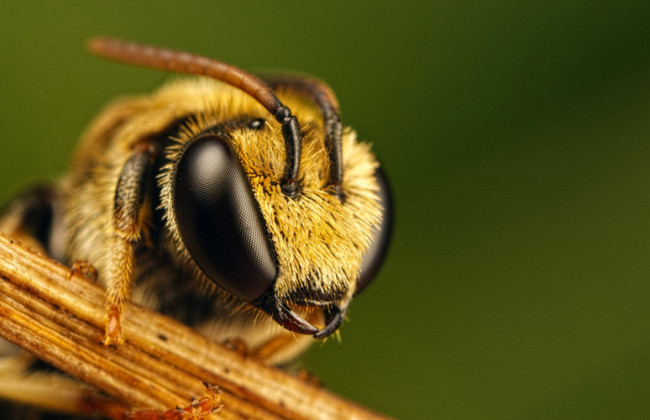 Трагедия в Тернопольской области: от укуса пчелы умер 6-летний мальчик