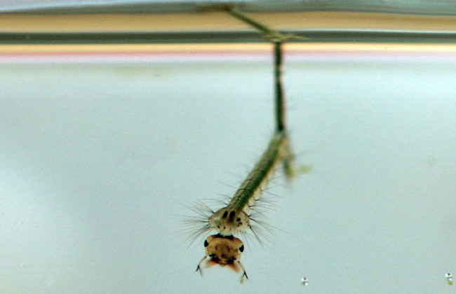 Украинцев предупредили о мотыле в питьевой воде