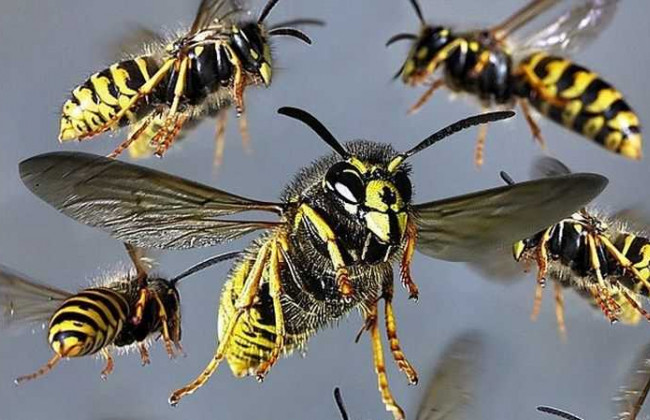 Осы искусали до смерти: в Черниговской области женщина погибла в лесу