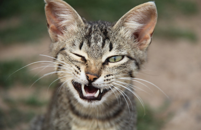 Кот-наркодилер: в Англии питомец принес домой пакет с наркотиками