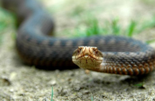 Оказался в реанимации: на полтавчанина напала змея