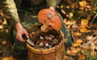 Отравление грибами: в Украине зафиксированы летальные случаи