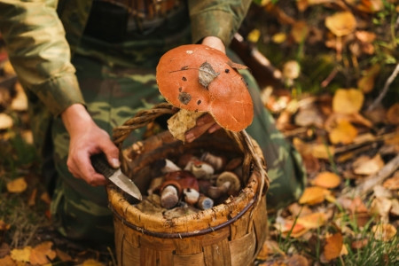 Отравление грибами: в Украине зафиксированы летальные случаи
