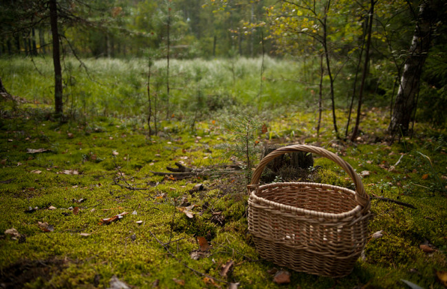 Грибник застрелил 50-летнего мужчину: парень перепутал потерпевшего с хищником