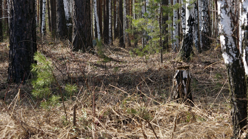 Страшная находка: мертвую женщину нашли в лесу в Запорожье