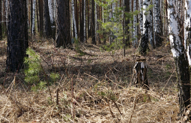 Страшная находка: мертвую женщину нашли в лесу в Запорожье