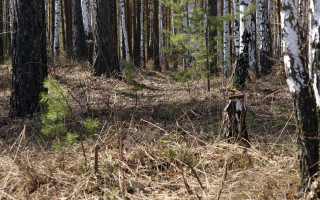 Страшная находка: мертвую женщину нашли в лесу в Запорожье