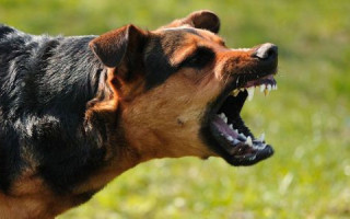 Трагедия в Харькове: собака отгрызла ребенку уши