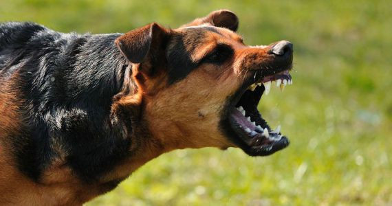 Трагедия в Харькове: собака отгрызла ребенку уши