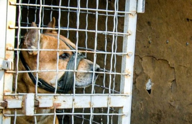 Нападал на 16 человек: пес терроризировал весь район под Днепром