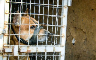 Нападал на 16 человек: пес терроризировал весь район под Днепром