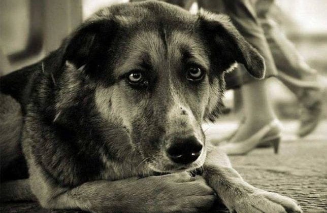 Под Днепром подростки издеваются над животными