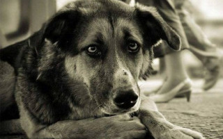 Под Днепром подростки издеваются над животными