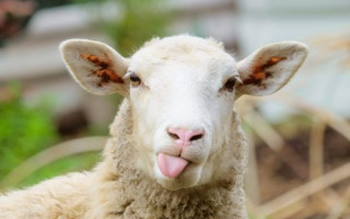 Массовая смерть овец на таможне: появились подробности