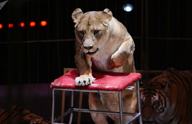 В цирке РФ львица напала на ребенка: 3-летнюю девочку госпитализировали