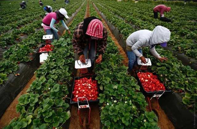 Угроза для экономики: в Польше говорят об оттоке украинских заробитчан