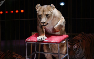 В цирке РФ львица напала на ребенка: 3-летнюю девочку госпитализировали