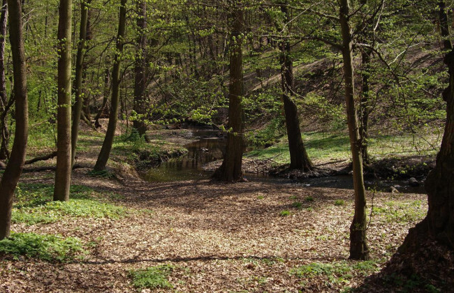 Под Харьковом тело 15-летней школьницы нашли в лесополосе