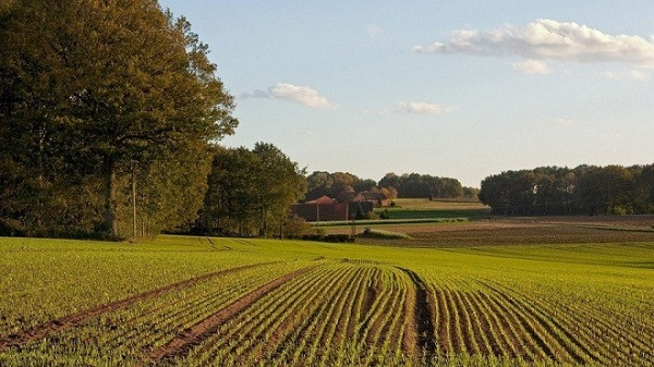 Право розпоряджатися землею: суд ухвалив рішення всупереч мораторію