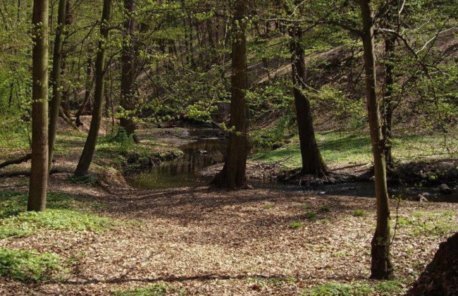 Вбивство дівчини під Харковом: всі подробиці НП