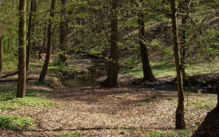 Вбивство дівчини під Харковом: всі подробиці НП