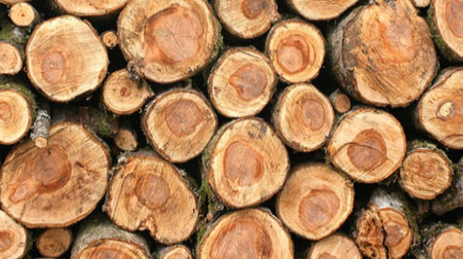 Била по голове: на Закарпатье женщина убила мужа поленом