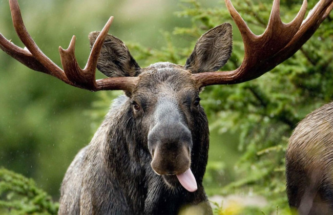 Вблизи Чернобыля произошло серьезное ДТП с лосем: травмированы три человека