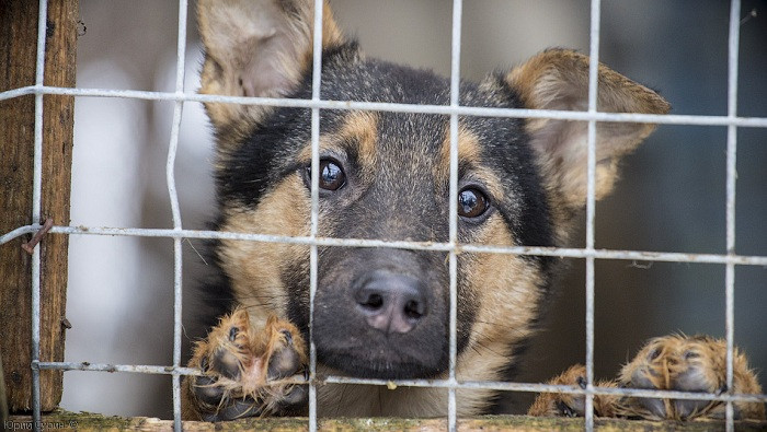 Знущались над собаками і котами: під Києвом затримали автомобіль, вщент забитий трупами тварин