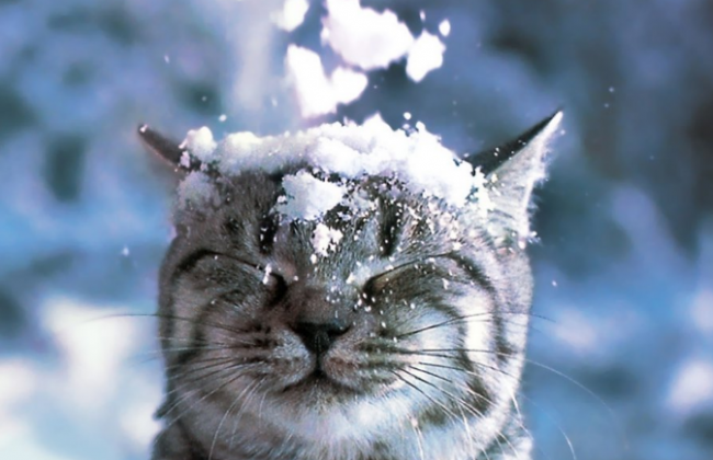 Украину накроют снегопады: какая погода ожидает нас 20 ноября