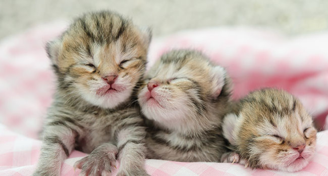 Согревались котами: горе-мать оставила умирать трех детей