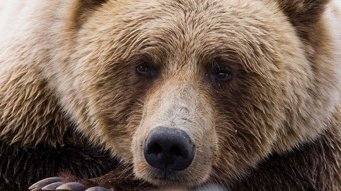 Едва спаслась: под Харьковом медведь напал на уборщицу