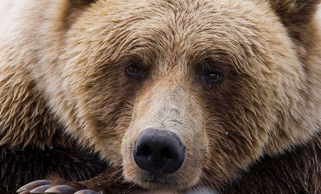 Едва спаслась: под Харьковом медведь напал на уборщицу