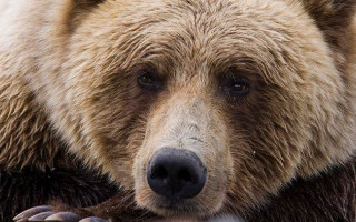 Едва спаслась: под Харьковом медведь напал на уборщицу