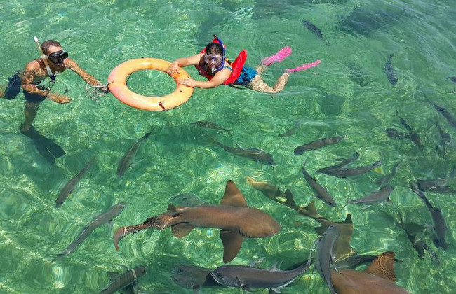 Акула напала на ребенка в бассейне: отец оторвал хищника голыми руками