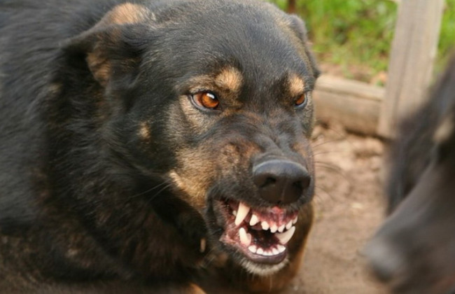 Ребенок в коме: в Запорожье собаки покусали девочку