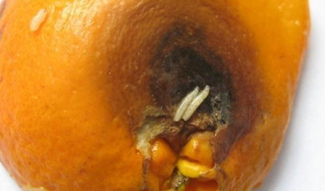 Натрапили на небезпечну знахідку під час розмитнення мандарин на Закарпатті