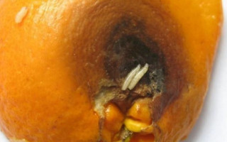 Натрапили на небезпечну знахідку під час розмитнення мандарин на Закарпатті