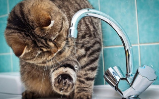 Киевлян предупредили об отключении воды: названы адреса