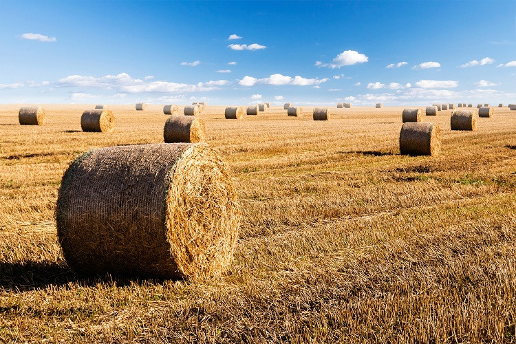 Заборона торгівлі землею сільгосппризначення: в Раді зареєстровано законопроект