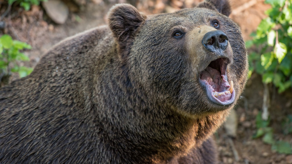 Ведмідь напав на молоду дівчину на Прикарпатті