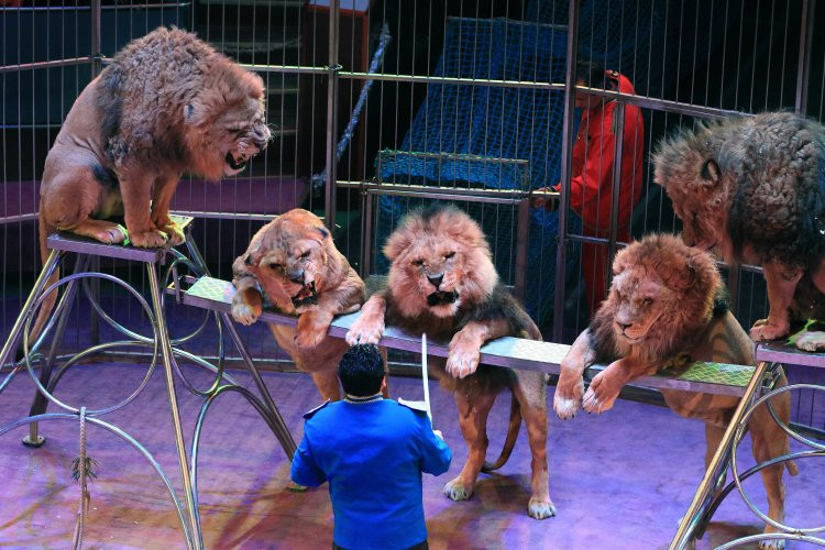 В Украине намерены запретить использование диких животных в цирках
